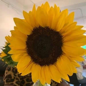 Meet your Posher, Debra